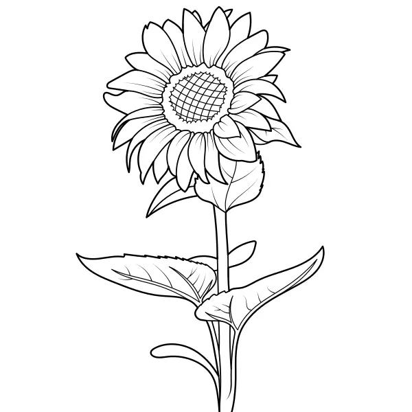 Girasole | Disegni da colorare online per bambini